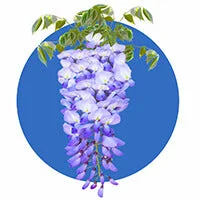 Millettia Reticulata